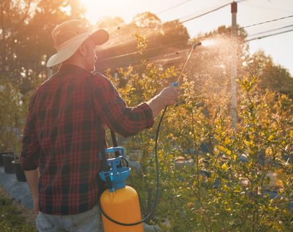 a man applying pesticide with sprayer to plants