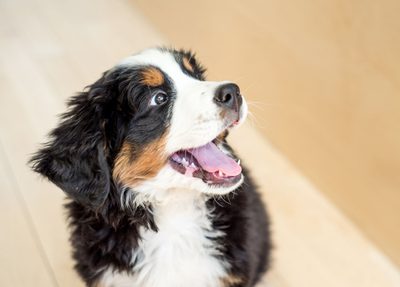 A Bernese Mountain Dog rests on the floor, displaying its fluffy fur and friendly expression