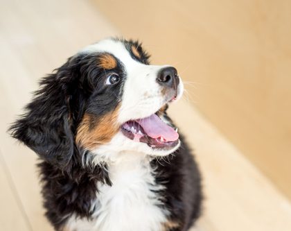 A Bernese Mountain Dog rests on the floor, displaying its fluffy fur and friendly expression
