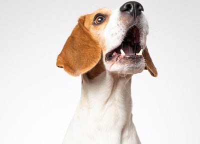 A dog grabbing a dog treat in air