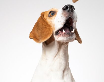 A dog grabbing a dog treat in air